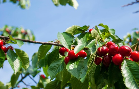 Cherry Carnage In San Joaquin As Spring Rains Wreck Local Harvest
