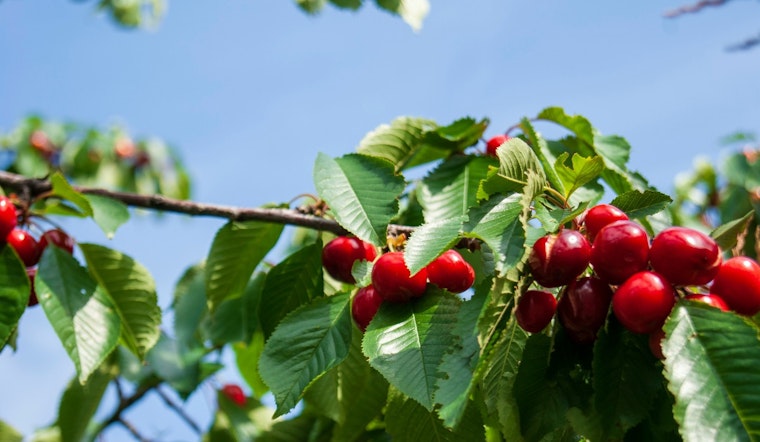 Cherry Carnage In San Joaquin As Spring Rains Wreck Local Harvest