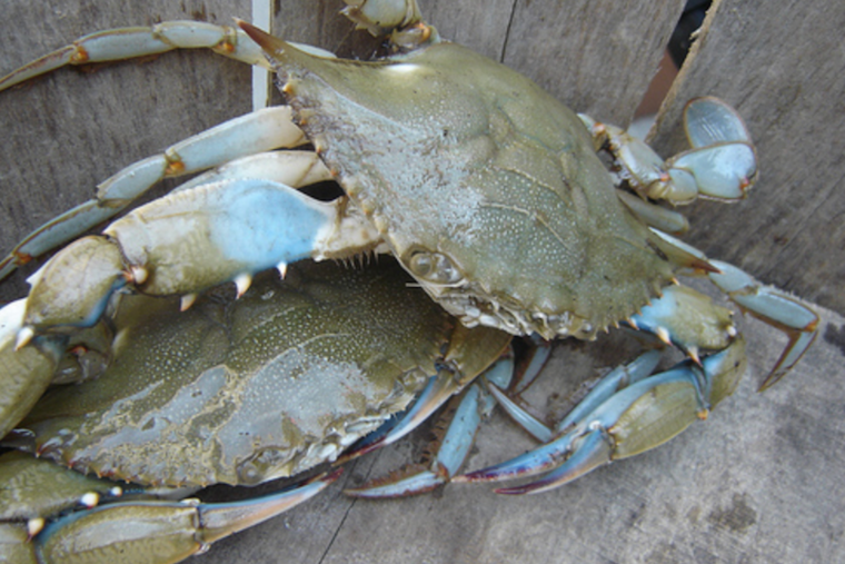 Chesapeake Blue Crabs Down 50% in Draft Stock Assessment