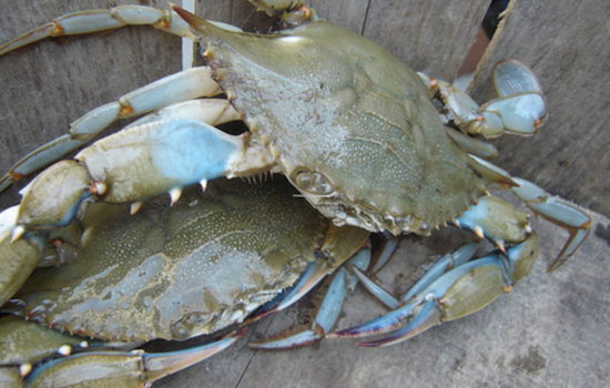 Chesapeake Blue Crabs Down 50% in Draft Stock Assessment
