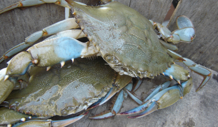 Chesapeake Blue Crabs Down 50% in Draft Stock Assessment