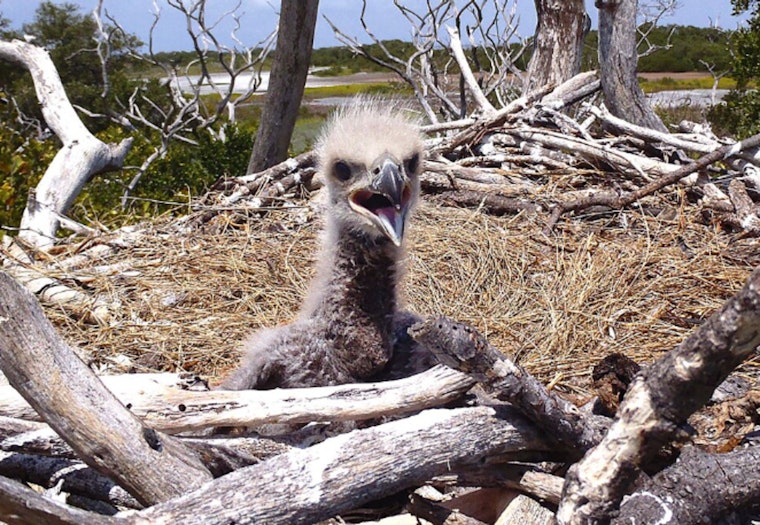 Chicago Eaglet Hatches in Park No. 597