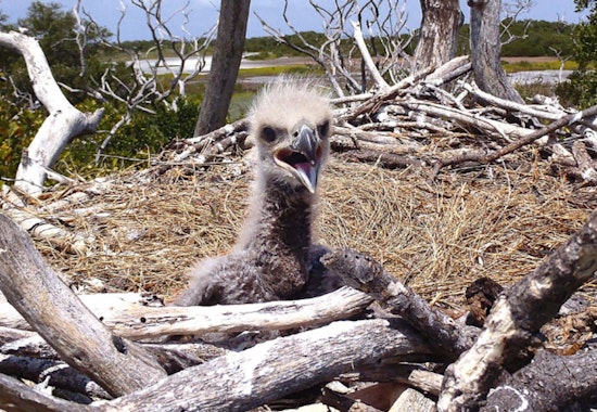 Chicago Eaglet Hatches in Park No. 597