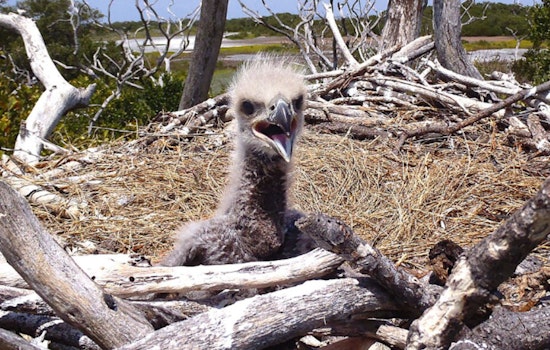 Chicago Eaglet Hatches in Park No. 597