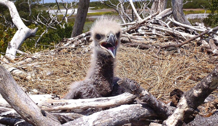 Chicago Eaglet Hatches in Park No. 597