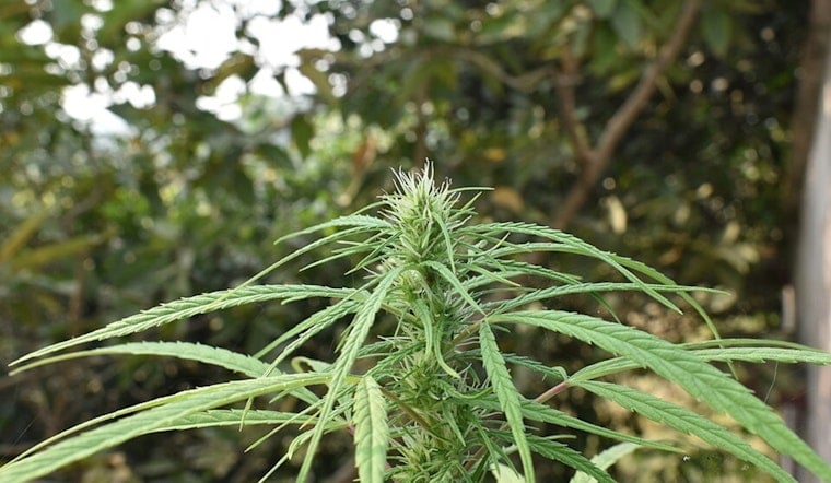 Chicago Hemp Shops Warn THC Caps Could Force Closure