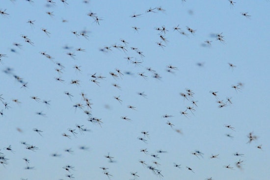 Chicago Lakefront Swarmed by Midges