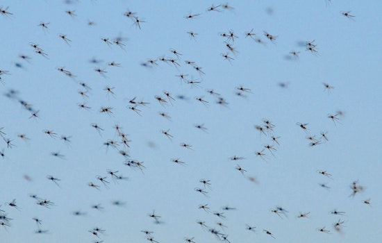 Chicago Lakefront Swarmed by Midges