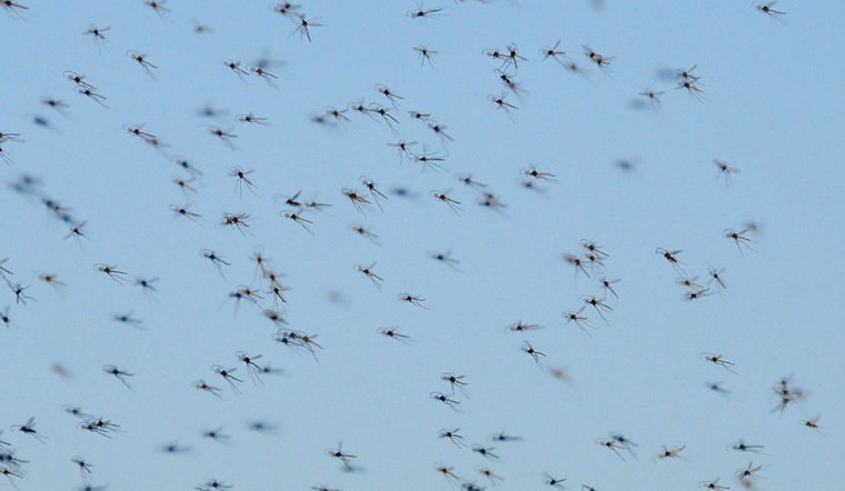 Chicago Lakefront Swarmed by Midges