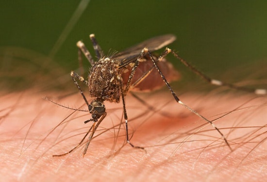 Chicago Lands No. 2 in Orkin Mosquito Rankings
