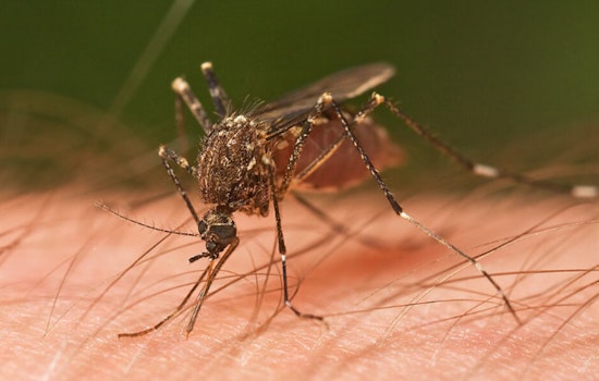 Chicago Lands No. 2 in Orkin Mosquito Rankings