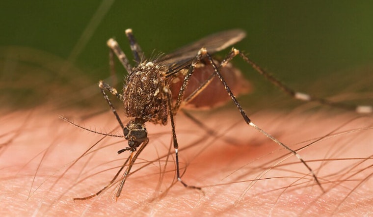 Chicago Lands No. 2 in Orkin Mosquito Rankings