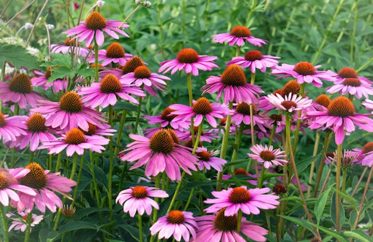 Chicago Native Garden Registry Opens, 36-Inch Parkway Plants Proposed