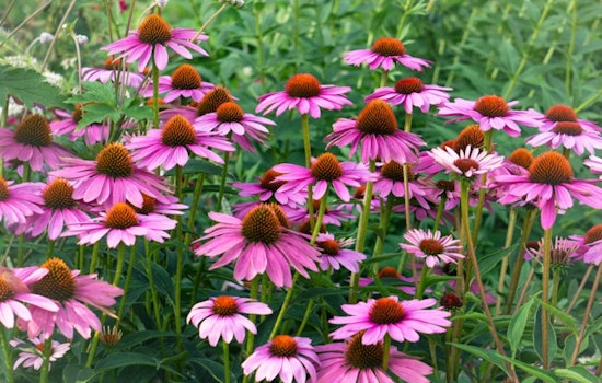 Chicago Native Garden Registry Opens, 36-Inch Parkway Plants Proposed
