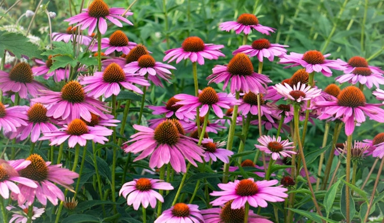 Chicago Native Garden Registry Opens, 36-Inch Parkway Plants Proposed