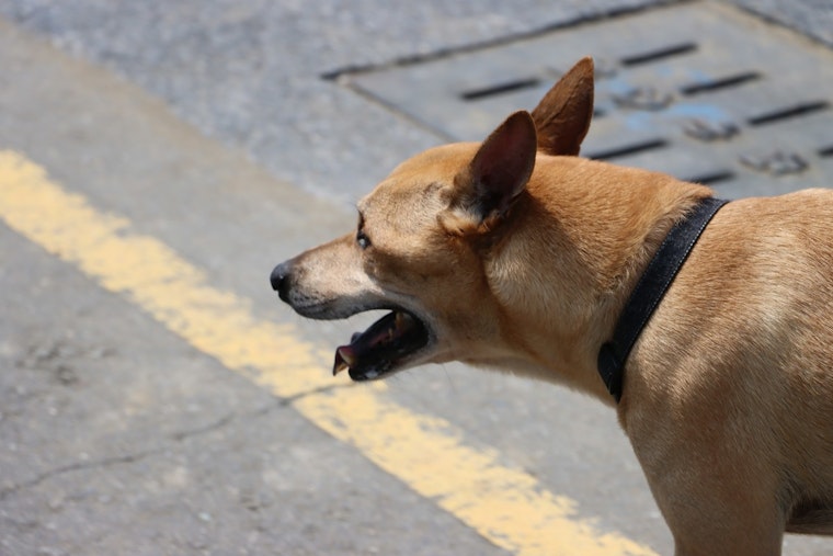 Chicago Ranks Near Top As Dog Attacks Snarl Mail Routes