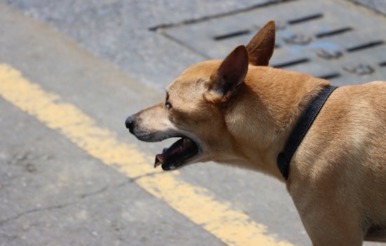Chicago Ranks Near Top As Dog Attacks Snarl Mail Routes