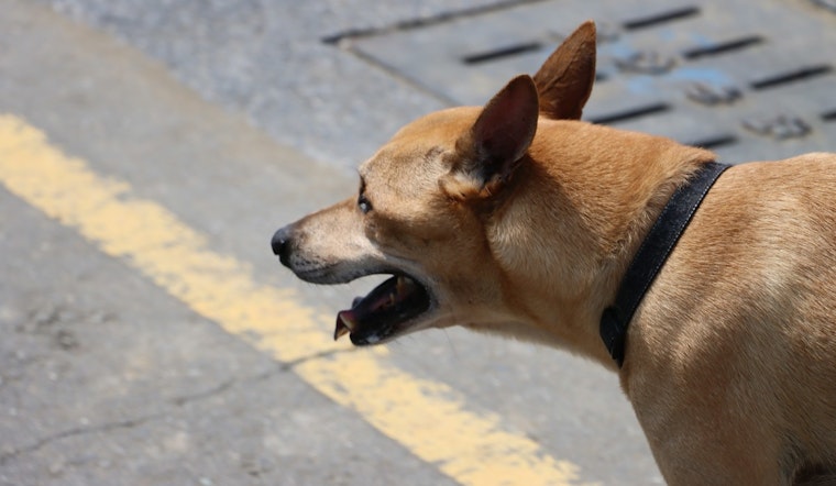 Chicago Ranks Near Top As Dog Attacks Snarl Mail Routes