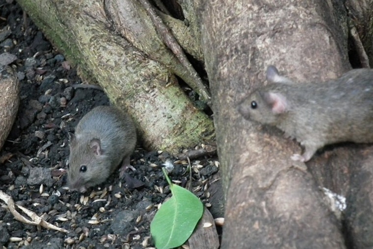 Chicago Rat Complaints Spike As 311 Reports Rise