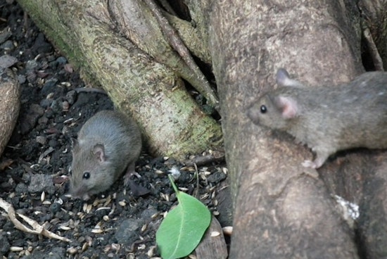 Chicago Rat Complaints Spike As 311 Reports Rise