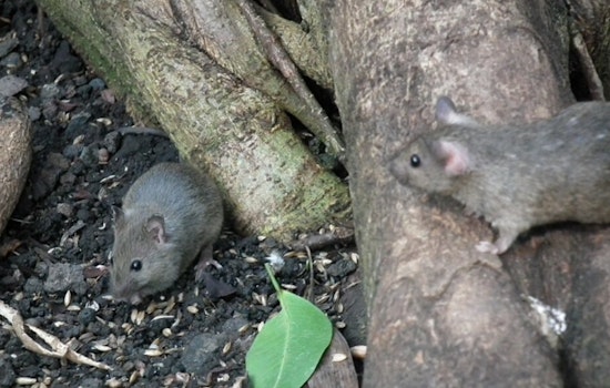 Chicago Rat Complaints Spike As 311 Reports Rise