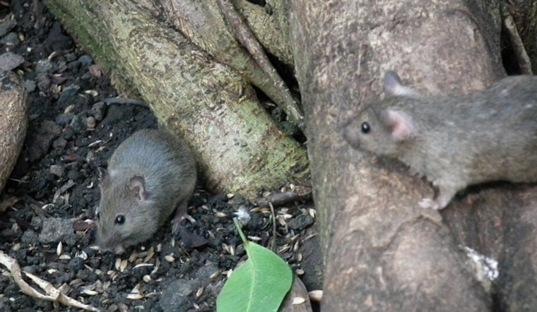 Chicago Rat Complaints Spike As 311 Reports Rise