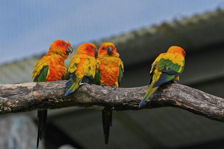 City Council Targets Pet Shop Parrots Across The Five Boroughs