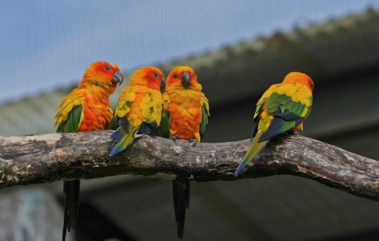 City Council Targets Pet Shop Parrots Across The Five Boroughs