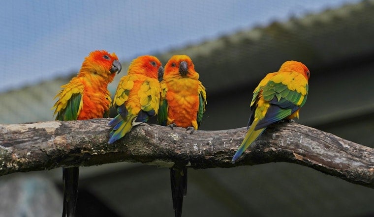 City Council Targets Pet Shop Parrots Across The Five Boroughs