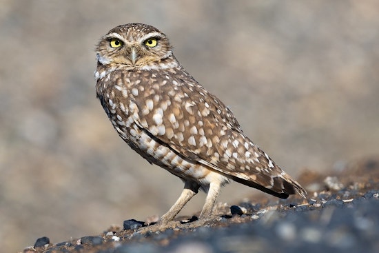 Clark County Rolls Dice On $3 Million Owl Haven In Northwest Vegas