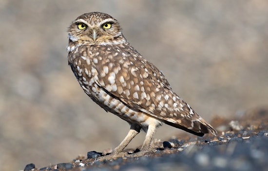 Clark County Rolls Dice On $3 Million Owl Haven In Northwest Vegas