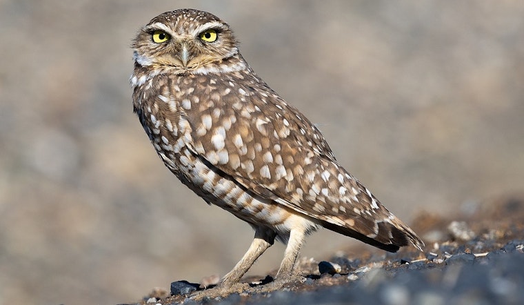 Clark County Rolls Dice On $3 Million Owl Haven In Northwest Vegas