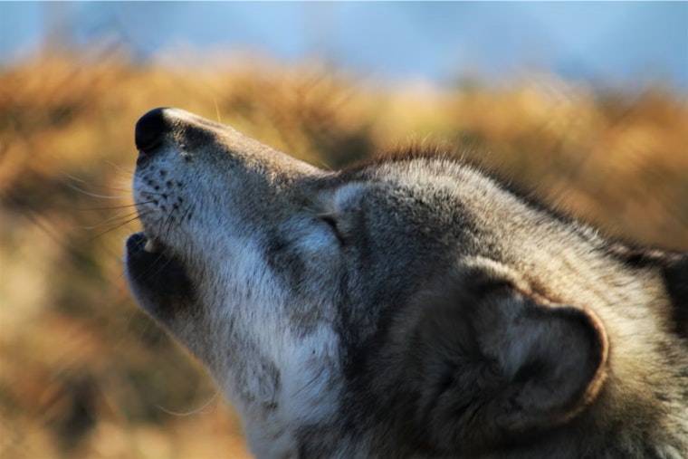 Collared Wolves Edge Into Denver-Area Watersheds, Rattling Front Range Neighbors