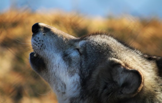 Collared Wolves Edge Into Denver-Area Watersheds, Rattling Front Range Neighbors