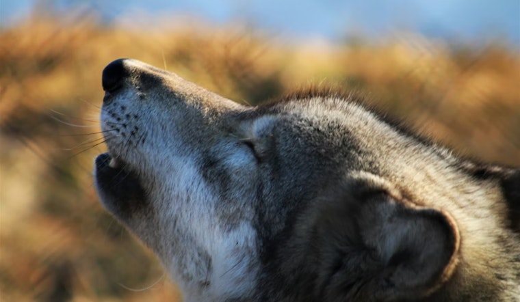 Collared Wolves Edge Into Denver-Area Watersheds, Rattling Front Range Neighbors