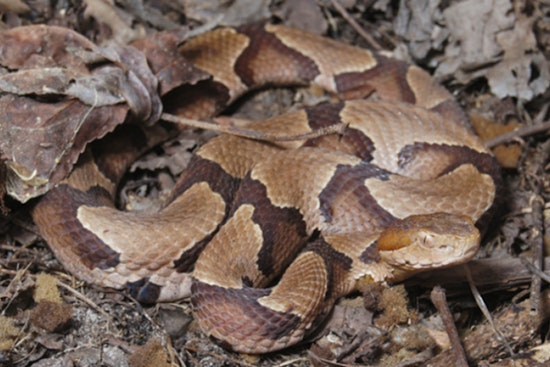 Copperheads Are Closer To Your North Carolina Front Door Than You Think