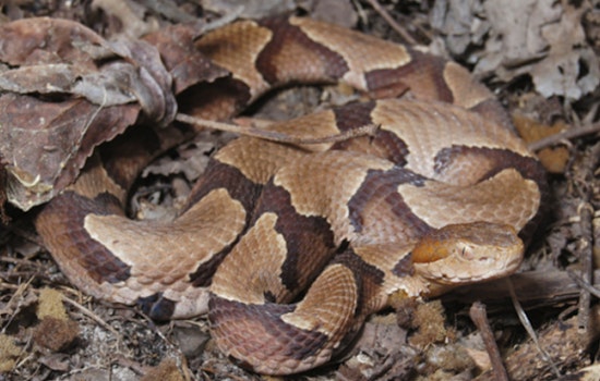 Copperheads Are Closer To Your North Carolina Front Door Than You Think