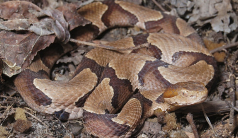Copperheads Are Closer To Your North Carolina Front Door Than You Think