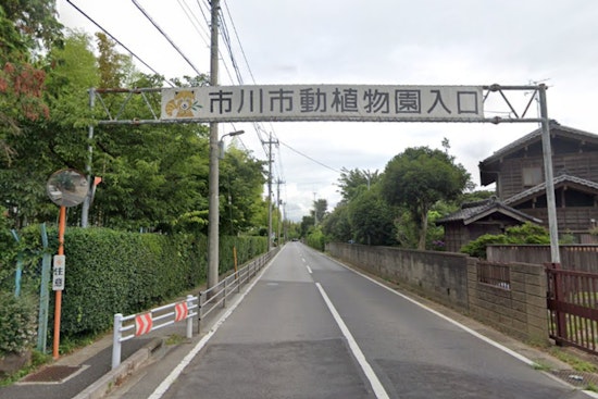 Costumed Tourist Vaults Fence To Crash Viral Monkey Exhibit At Ichikawa Zoo