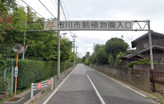 Costumed Tourist Vaults Fence To Crash Viral Monkey Exhibit At Ichikawa Zoo