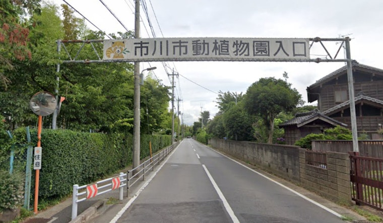 Costumed Tourist Vaults Fence To Crash Viral Monkey Exhibit At Ichikawa Zoo