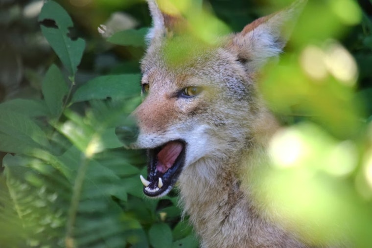 Coyote Ambush At Garden Of The Gods Leaves Small Dog Hurt And Hikers Shaken