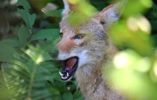 Coyote Ambush At Garden Of The Gods Leaves Small Dog Hurt And Hikers Shaken