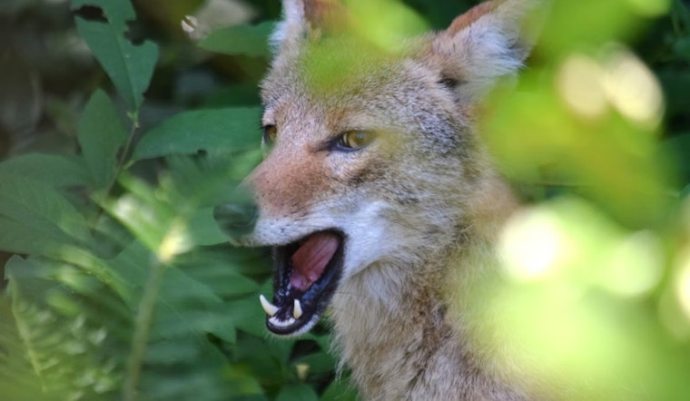 Coyote Ambush At Garden Of The Gods Leaves Small Dog Hurt And Hikers Shaken