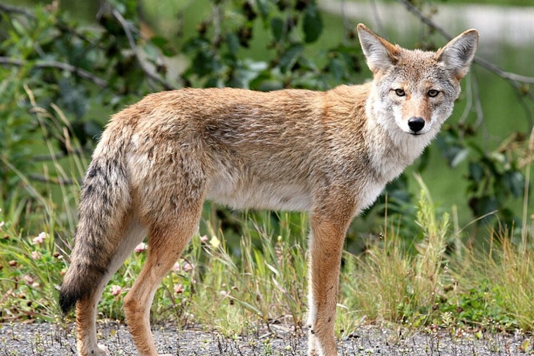 Coyote Cameo Near 171st Street Has Palmetto Bay Neighbors On Edge