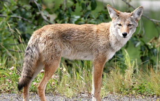 Coyote Cameo Near 171st Street Has Palmetto Bay Neighbors On Edge