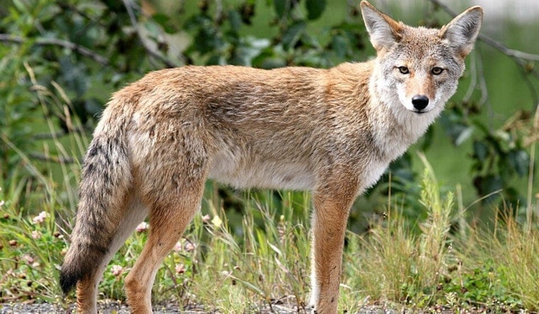 Coyote Cameo Near 171st Street Has Palmetto Bay Neighbors On Edge