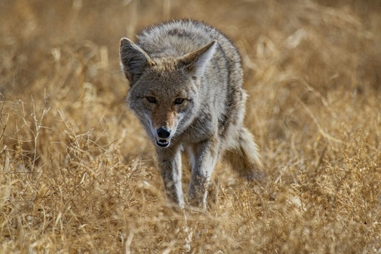 Coyote Clan Camps Out by Akron Trail, Rangers Urge Hikers To Back Off