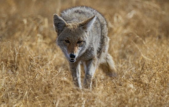 Coyote Clan Camps Out by Akron Trail, Rangers Urge Hikers To Back Off