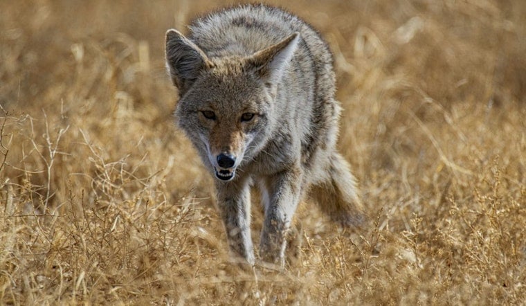 Coyote Clan Camps Out by Akron Trail, Rangers Urge Hikers To Back Off